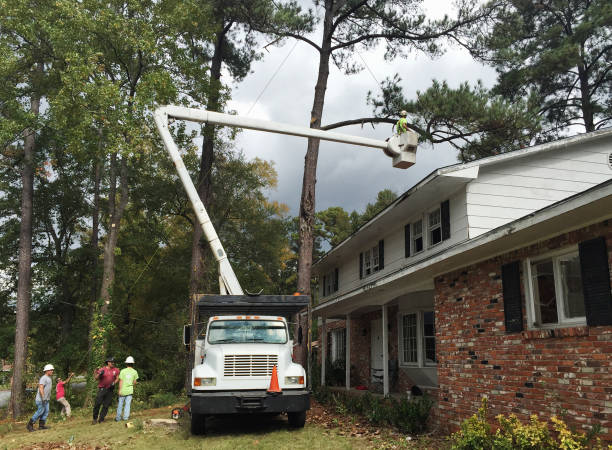 Best Tree Removal  in Northwest Ithaca, NY