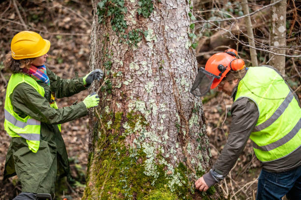 Best Seasonal Cleanup (Spring/Fall)  in Northwest Ithaca, NY