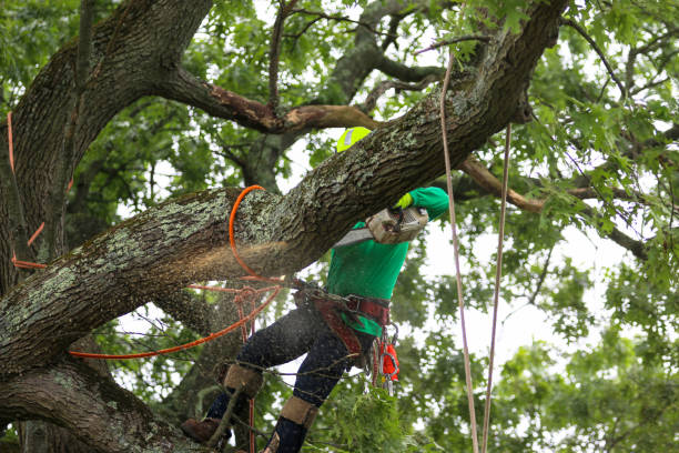 Best Fruit Tree Pruning  in Northwest Ithaca, NY