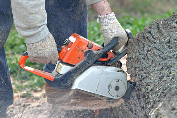 Best Tree Preservation Services  in Northwest Ithaca, NY