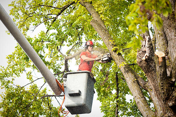 Best Tree Cabling and Bracing  in Northwest Ithaca, NY