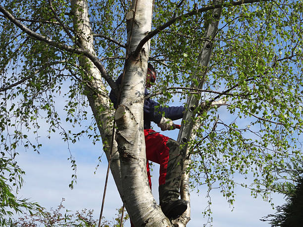 Best Tree Trimming and Pruning  in Northwest Ithaca, NY