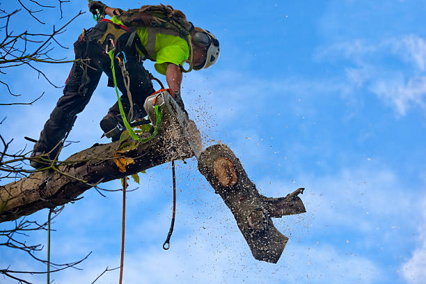 Best Storm Damage Tree Cleanup  in Northwest Ithaca, NY